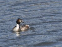 Podiceps cristatus 131, Fuut, Saxifraga-Willem van Kruijsbergen