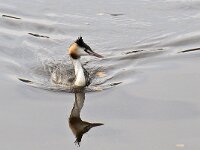 Fuut 01 #45637 : Podiceps cristatus, Great Crested Grebe, Fuut, adult