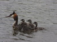 Podiceps cristatus 163, Fuut, Saxifraga-Jan Nijendijk