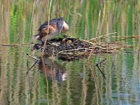 Podiceps cristatus 164, Fuut, Saxifraga-Tom Heijnen