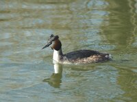 Podiceps cristatus 3, Fuut, Saxifraga-Jan van der Straaten