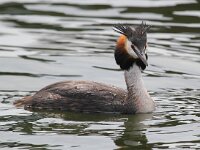 Podiceps cristatus 32, Fuut, Saxifraga-Bart Vastenhouw
