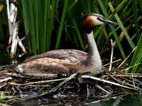 Podiceps cristatus 36, Fuut, Saxifraga-Bart Vastenhouw