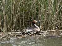 Podiceps cristatus 41, Fuut, Saxifraga-Willem van Kruijsbergen