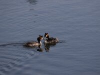 Podiceps cristatus 58, Fuut, Saxifraga-Peter Meininger