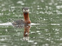 Podiceps grisegena 13, Roodhalsfuut, Saxifraga-Mark Zekhuis