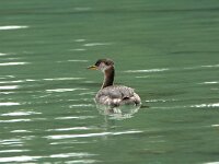 Podiceps grisegena 17, Roodhalsfuut, adult, Saxifraga-Theo Verstrael