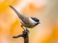 Willow tit perched on branch on autumnal background  Willow tit (Poecile montanus). Songbird perched on branch against blurred colorful autumn background. Wildlife in nature. Bird in the garden. Netherlands : Netherlands, Songbird, active, animal, autumn, background, baltic, beauty, bird, birdwatching, branch, close, closeup, color, colorful, cute, europe, european, fast, forest, garden, green, look, montanus, natural, nature, nordic, orange, ornithology, parus, passerine, perched, perching, photography, poecile, sitting, small, tiny, tit, tree, wild, wildlife, wildness, willow, willow tit, winter, woodland, woods
