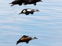 Polysticta stelleri 10, Stellers eider, Saxifraga-Bart Vastenhouw