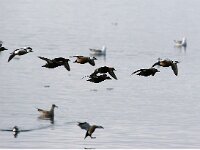 Polysticta stelleri 13, Stellers eider, Saxifraga-Bart Vastenhouw