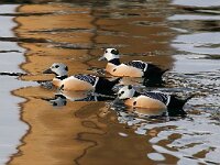 Polysticta stelleri 15, Stellers eider, Saxifraga-Bart Vastenhouw