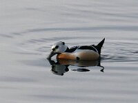 Polysticta stelleri 17, Stellers eider, Saxifraga-Bart Vastenhouw
