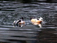 Polysticta stelleri 18, Stellers eider, Saxifraga-Bart Vastenhouw