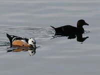 Polysticta stelleri 24, Stellers eider, Saxifraga-Bart Vastenhouw