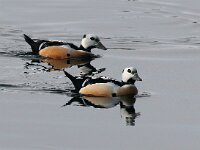 Polysticta stelleri 27, Stellers eider, Saxifraga-Bart Vastenhouw
