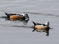 Polysticta stelleri 29, Stellers eider, Saxifraga-Bart Vastenhouw