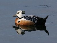 Polysticta stelleri 3, Stellers eider, Saxifraga-Bart Vastenhouw