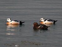 Polysticta stelleri 32, Stellers eider, Saxifraga-Bart Vastenhouw