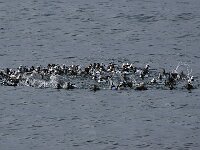 Polysticta stelleri 36, Stellers eider, Saxifraga-Bart Vastenhouw