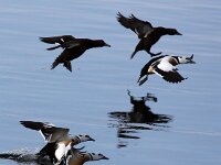 Polysticta stelleri 7, Stellers eider, Saxifraga-Bart Vastenhouw