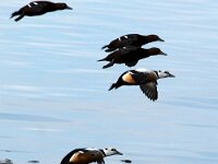Polysticta stelleri 9, Stellers eider, Saxifraga-Bart Vastenhouw