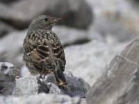 Prunella collaris 3, Alpenheggenmus, Saxifraga-Mark Zekhuis