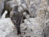 Prunella collaris 5, Alpenheggenmus, Saxifraga-Mark Zekhuis