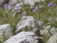 Prunella collaris 7, Alpenheggenmus, Saxifraga-Mark Zekhuis
