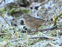 Prunella modularis 113, Heggenmus, adult, Saxifraga-Theo Verstrael