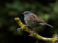 Prunella modularis 13, Heggenmus, Saxifraga-Piet Munsterman