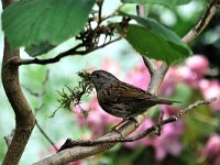 Prunella modularis 18, Heggenmus, Saxifraga-Piet Munsterman