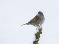 Heggemus, Dunnock, Hedge Accentor, Prunella modulari  Heggemus, Dunnock, Hedge Accentor, Prunella modulari : december, Utrecht, tuin, zangvogel, wit, the Netherlands, sneeuw, city nature, Hedge Accentor, Dunnock, tak, algemeen, heggenmus, Heckenbraunelle, common, garden bird, nature, cold, songbird, natuur, stadsnatuur, snow, vogel, winter, heggemus, Prunella modularis, aves, bird, Accenteur mouchet, freezing, branch, city bird, Soest, stadsvogel, koud, tuinvogel, urban bird, Nederland, white, garden