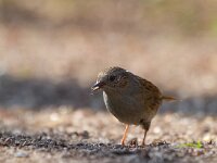 Hegemus  Heggemus bij Garderen : Prunella modularis