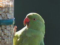 Psittacula krameri 2, Halsbandparkiet, Saxifraga-Martin Mollet