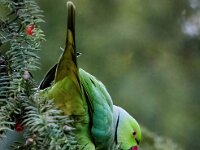 Psittacula krameri 33, Halsbandparkiet, Saxifraga-Bart Vastenhouw