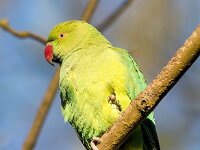 Psittacula krameri 35, Halsbandparkiet, Saxifraga-Bart Vastenhouw