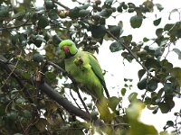 Psittacula krameri 42, Halsbandparkiet, adult, Saxifraga-Theo Verstrael