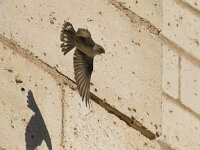Ptyonoprogne rupestris 4, Rotszwaluw, Saxifraga-Dirk Hilbers