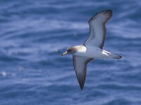 Puffinus yelkouan 4, Vale pijlstormvogel, Saxifraga-Mark Zekhuis