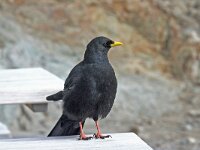 Pyrrhocorax graculus 10, Alpenkauw, Saxifraga-Jan C. van der Straaten