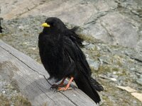 Pyrrhocorax graculus 11, Alpenkauw, Saxifraga-Willem van Kruijsbergen