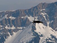 Pyrrhocorax graculus 14, Alpenkauw, Saxifraga-Harry van Oosterhout : vogel, alpenkauw, sneeuw, bergen, Zwitserland