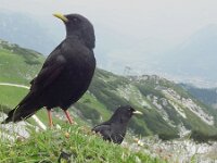 Pyrrhocorax graculus 22, Alpenkauw, Saxifraga-Mark Zekhuis