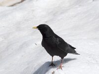 Pyrrhocorax graculus 43, Alpenkauw, Saxifraga-Willem van Kruijsbergen