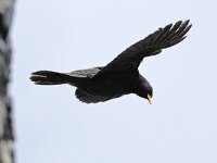 Pyrrhocorax graculus 62, Alpenkauw, Saxifraga-Tom Heijnen
