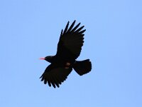 Pyrrhocorax pyrrhocorax 5, Alpenkraai, Saxifraga-Henk Baptist