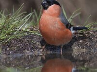 Pyrrhula pyrrhula 14, Goudvink, Saxifraga-Mark Zekhuis