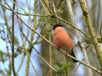 Pyrrhula pyrrhula 18, Goudvink, Saxifraga-Theo Verstrael