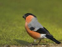 Pyrrhula pyrrhula 6, Goudvink, male, Saxifraga-Jan Nijendijk