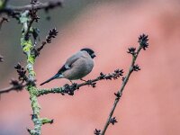 Pyrrhula pyrrhula 96, Goudvink, adult, female, Saxifraga-Theo Verstrael